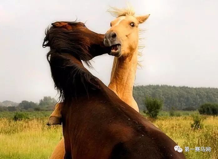 七夕到了单身狗有话要说,七夕快到了单身狗心底的呼唤