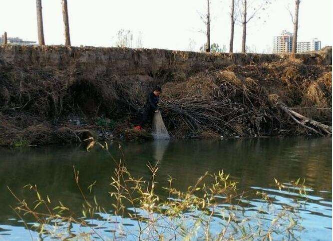 钓回来的鱼杀了但鱼眼反白能吃吗,野生鲫鱼有几片鳞片发黑能吃吗