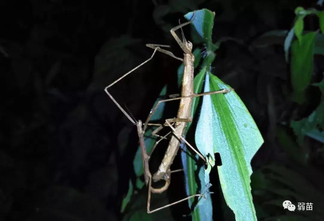 西双版纳四日博物之旅，都有哪些新发现