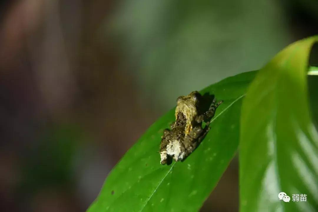 西双版纳四日博物之旅，都有哪些新发现