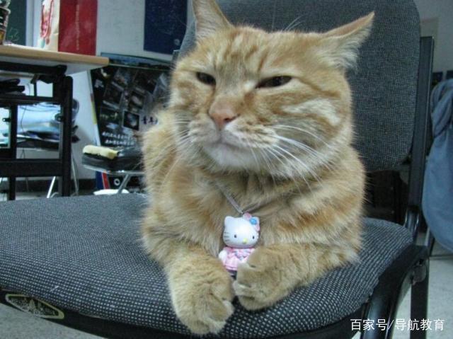 盘点各大高校宠物,这些呆萌可爱的萌宠你爱了吗