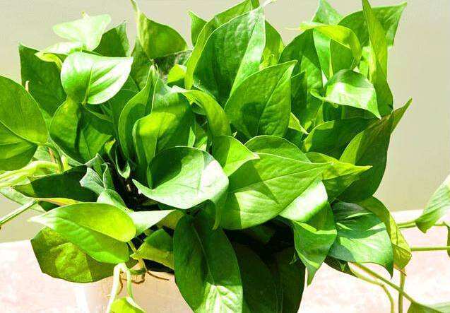 养花小妙招君子兰怎么养,绿萝君子兰吊兰茉莉花驱蚊草