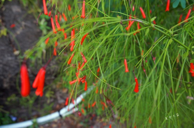 和妈妈第一次一起旅游,三亚潜水旅行攻略