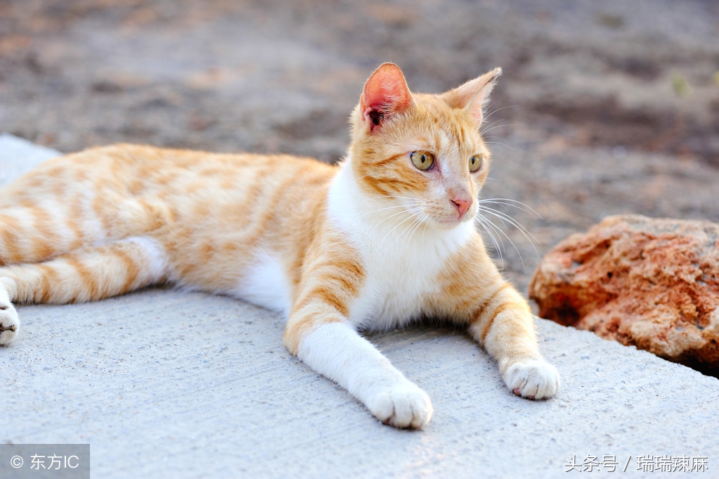人得猫癣初期症状怎样辨别,猫癣长在人身上初期症状用药