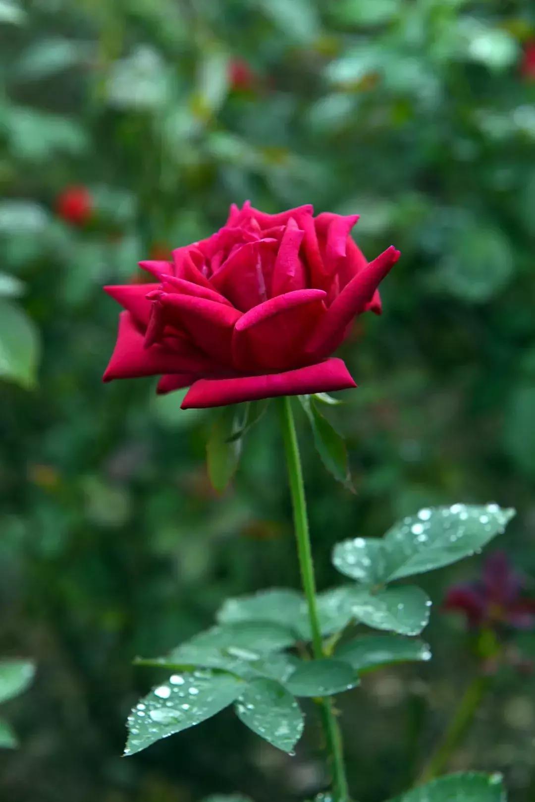 七夕将至，黄姚花海正值赏花期，相约一场简单爱！