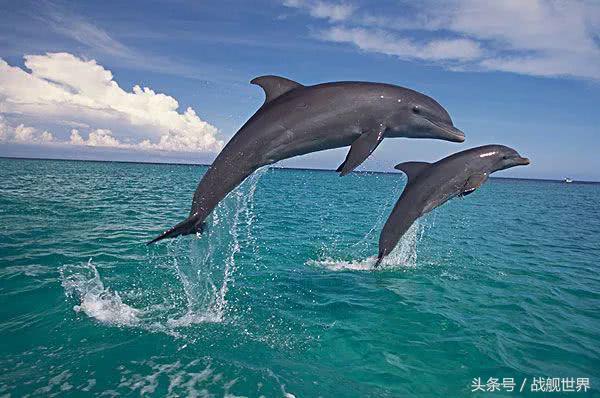 脑洞大开！“乌贼”“海豚”都齐活？看苏俄潜艇的“真名解放”！