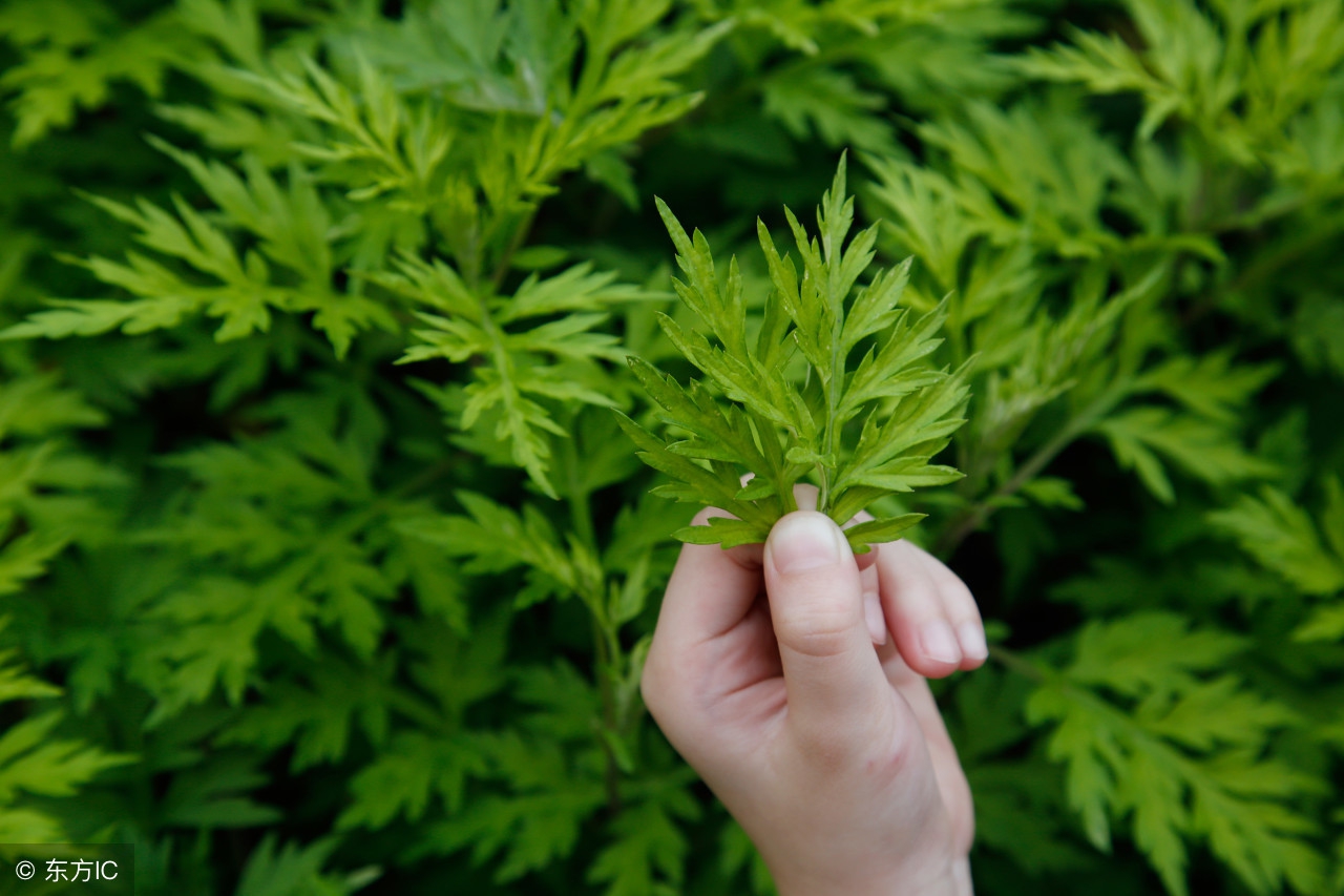 田间常见的野草大全可药用,四种野菜最好吃