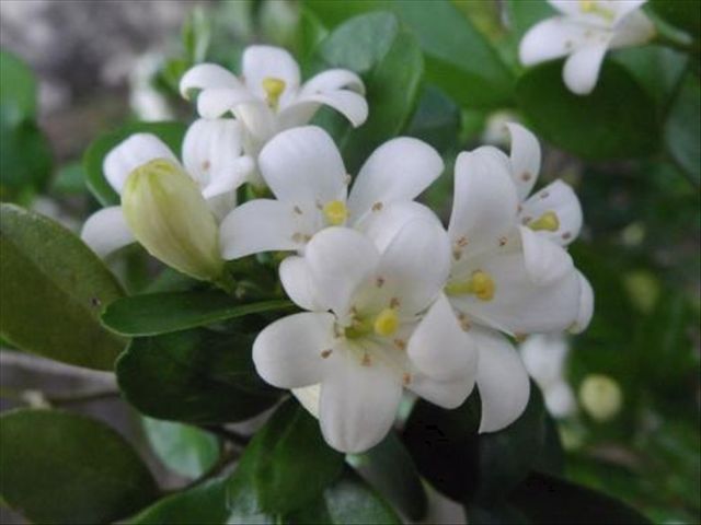 米兰花掉叶子的原因与解决方法,米兰花叶片发黄掉落怎么救