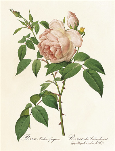 七夕将至,现代版“玫瑰圣经”带给你一整本永不凋谢的浪漫!