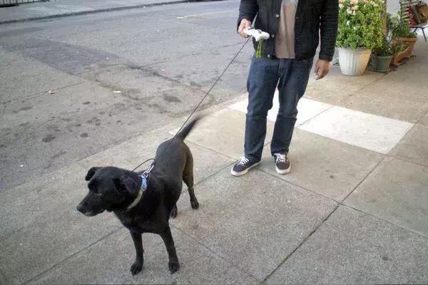 西安，一个跟狗较劲的城市？