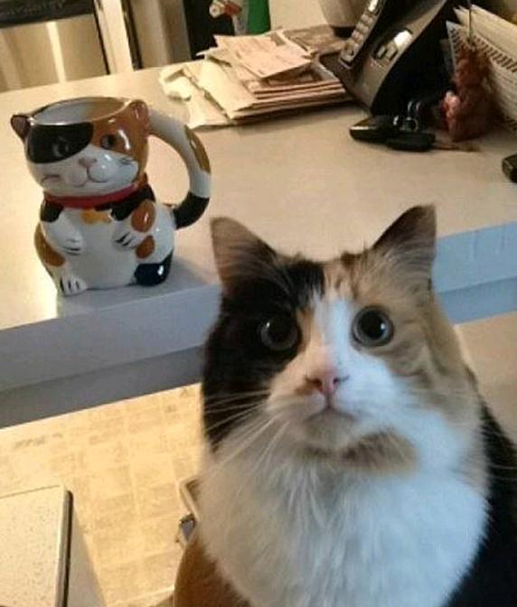 你吃太多，我背不动你咱家可是5楼，租吊车太贵