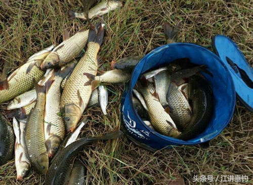怎么选择鲤鱼饵,最便宜的鲤鱼饵配方