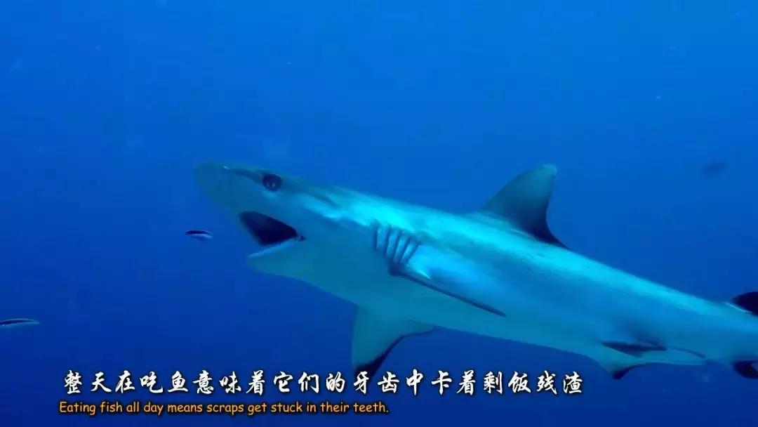 如果没有这部9.6，血腥猎奇的电影还要骗我们多久？