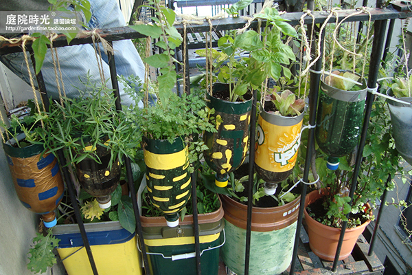 变废为宝自制栽培绿植器皿,塑料瓶创意绿植盆栽旧物利用