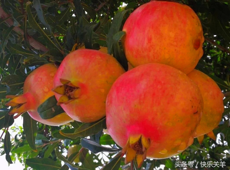 会理石榴之乡突尼斯软籽石榴,会理县软籽石榴之乡