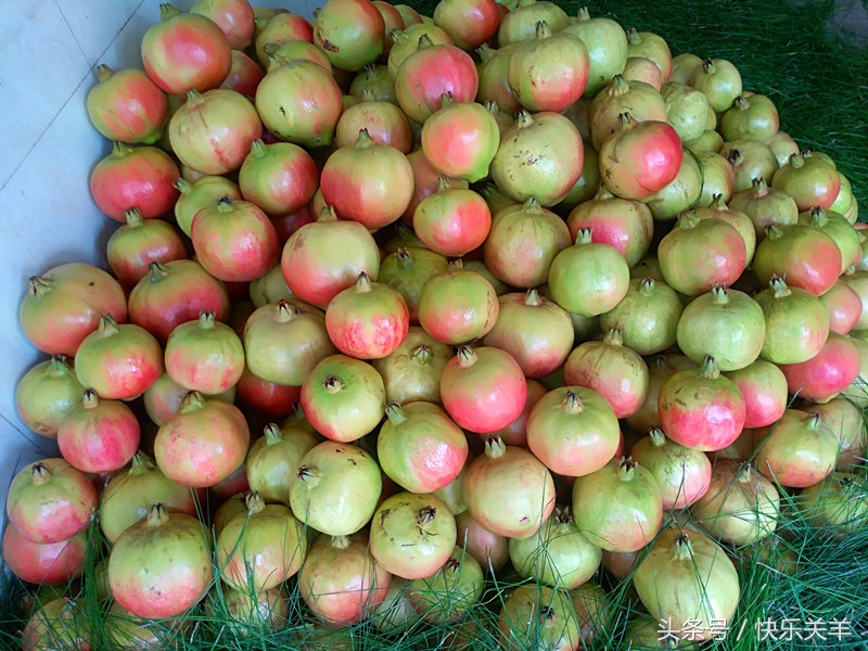 会理石榴之乡突尼斯软籽石榴,会理县软籽石榴之乡