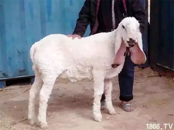 世界最好的羊种排名,世界上最好的羊是哪个羊