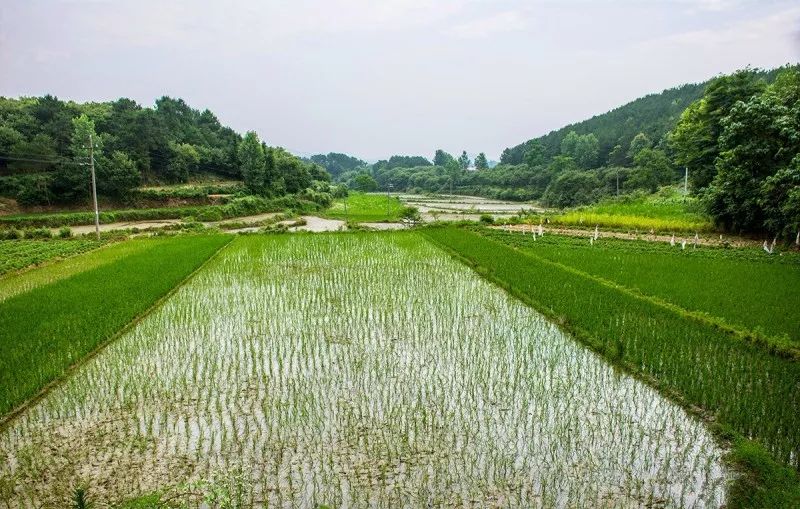 十大贫困县红安县,红安县为啥是贫困县