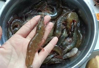 冷冻虾刺破手指怎么处理,海虾被刺破了怎么处理