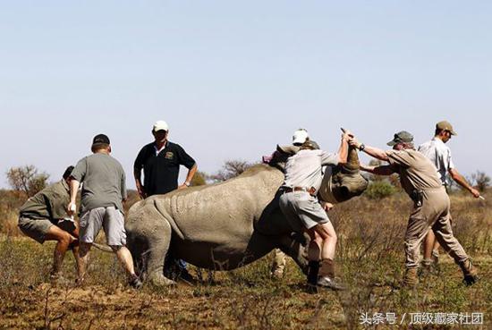 犀牛角的特征和图片,犀牛角的种类图片大全