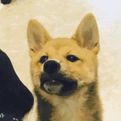 宠物医院里面的狗狗都怎么样了,福懋动物医院狗一直掉毛正常吗