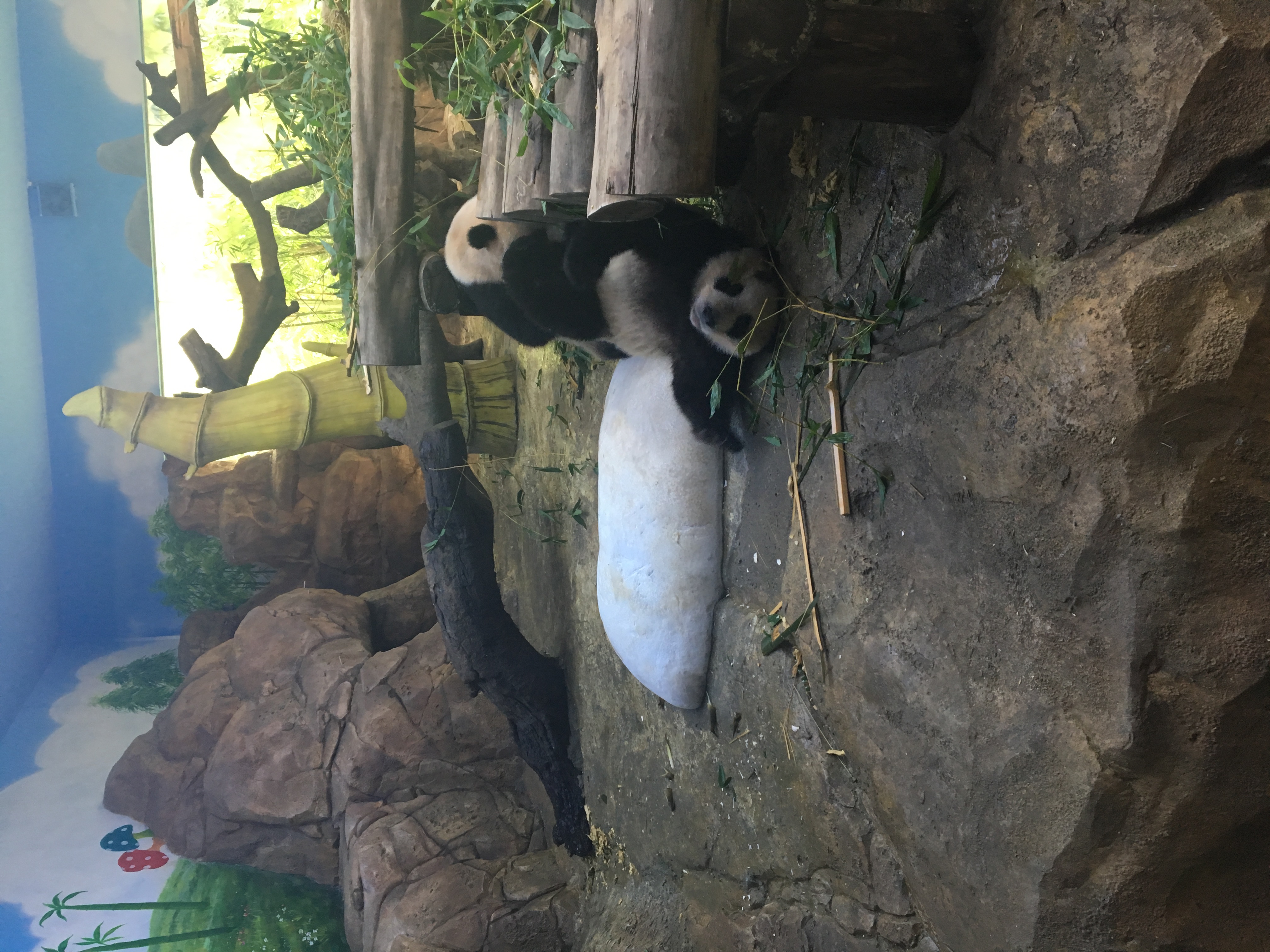 长隆野生动物园游玩攻略,长隆野生动物园