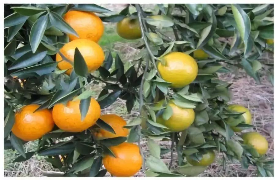 定制七夕MYB“专属礼物”——把特别的爱,送给特别的你