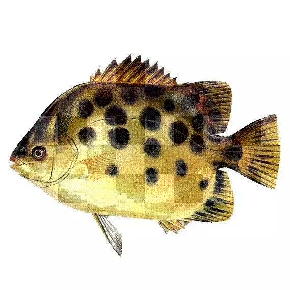 海南的鱼类大全,海南鱼类大全图片