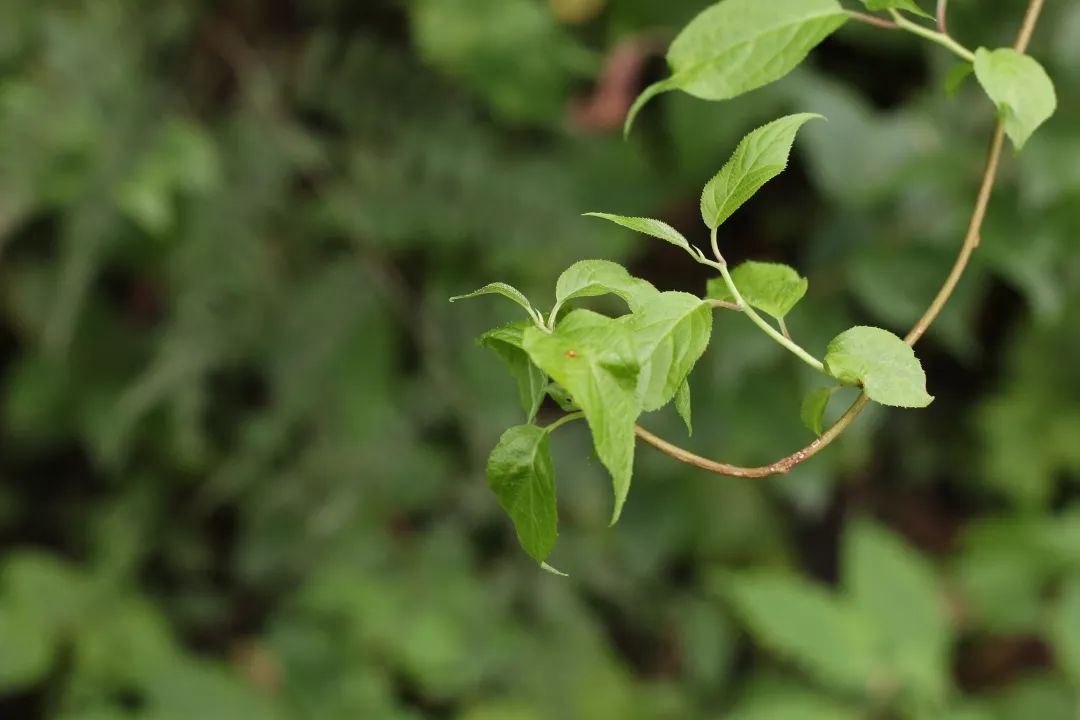 柚子说：松鼠我都没看见，熊猫也没有看见
