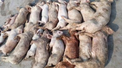 仔猪传染性胃肠炎的治疗方法,仔猪传染性腹泻