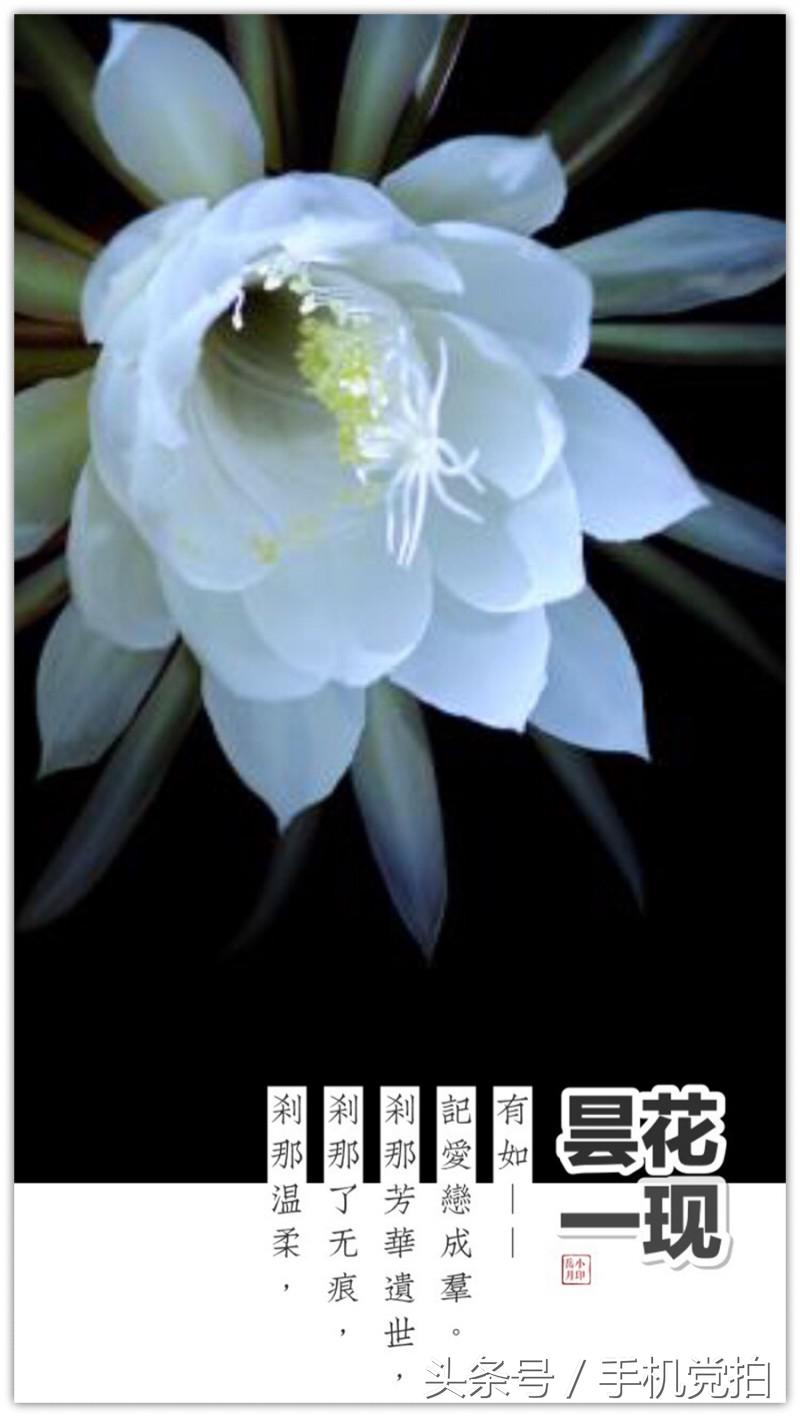 能表达爱情的有哪几种花,最适合表白的花