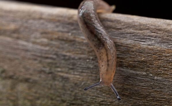 哪里流血粘哪里，这种止血方式太“*力暴**”，灵感竟来自鼻涕虫？