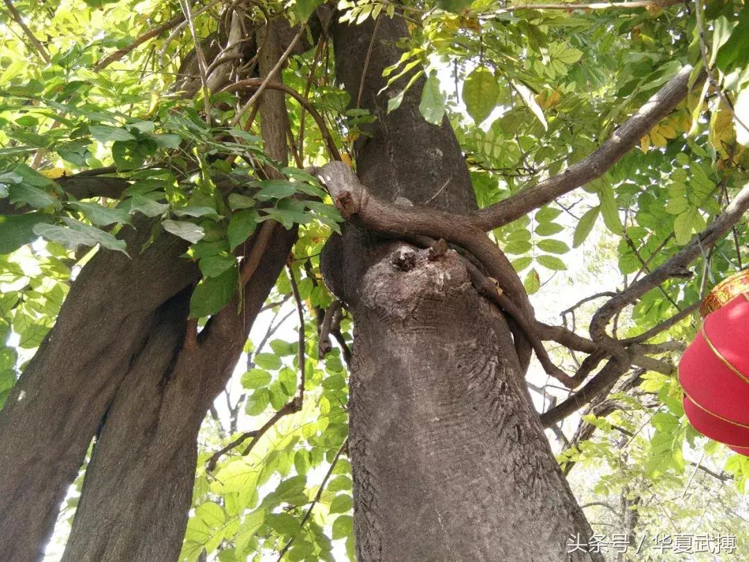 长寿村小张庄的树和人文/张帅锋