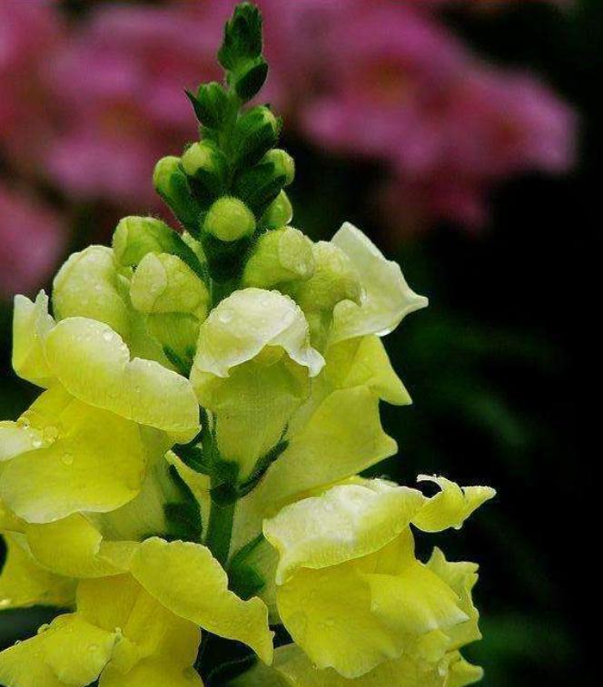 重瓣大花金鱼草的养殖方法,有关金鱼草的养殖方法和注意事项