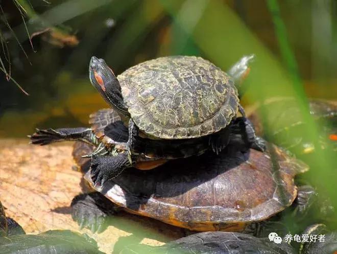 水龟不吃食趴缸是什么原因,黄喉拟水龟不下水