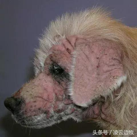 痒痒痒救救小主吧！狗狗出红疹怎么办？