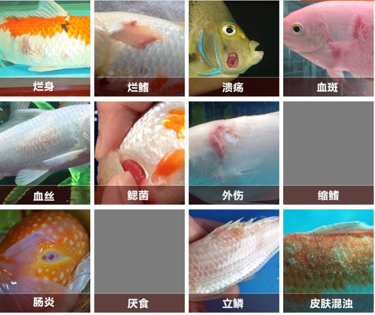 新手鱼池养锦鲤的技巧和方法,锦鲤鱼池养护管理方案及流程图片