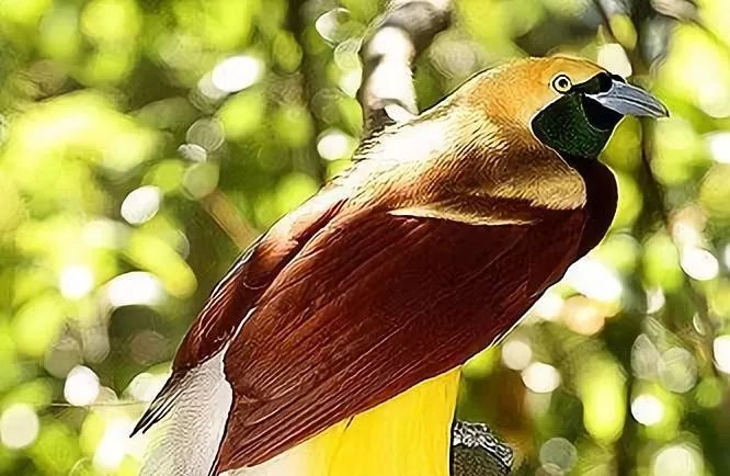 金牌是什么材料做的,亚运会金牌是纯黄金的吗