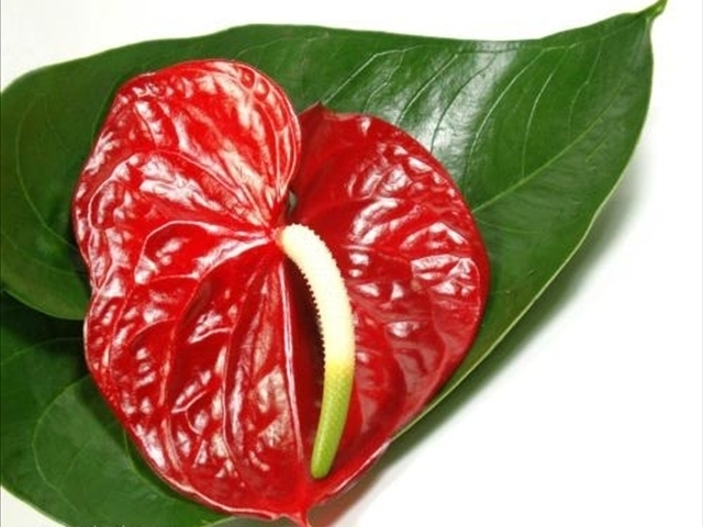 红掌怎样修剪才能长得更大,红掌怎样修剪才能长得更高