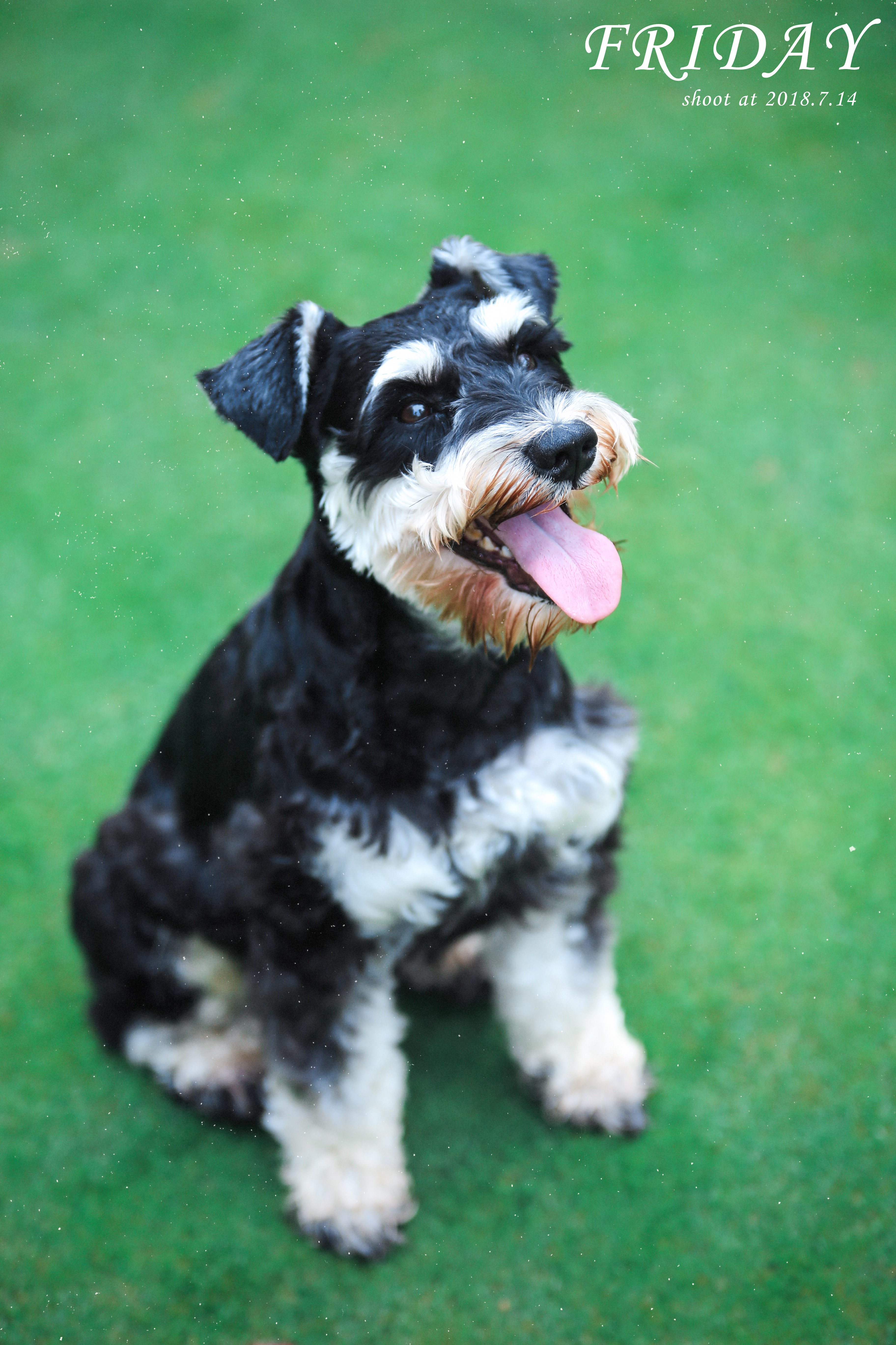 胰腺的作用与功能,胰腺是什么