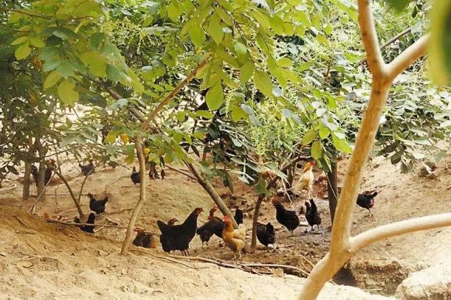 曝光6个适合农村人致富项目,农村特种种植致富项目有哪些