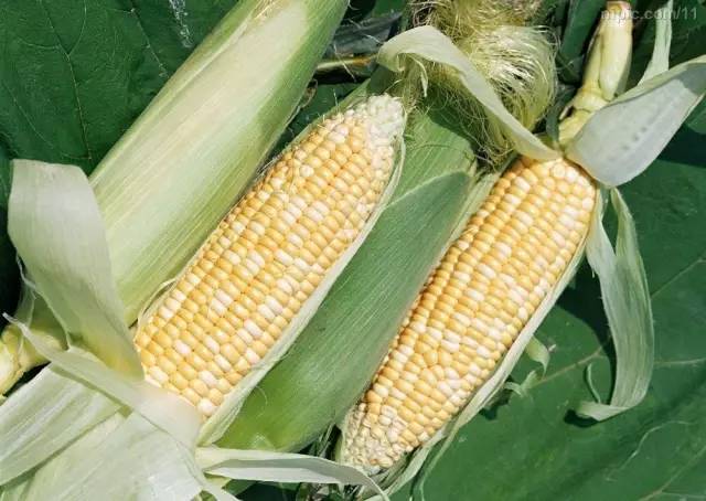 农村小型厂致富商机,农村商机加盟项目