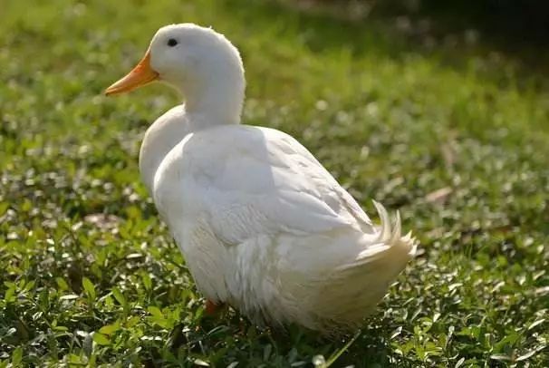 曝光6个适合农村人致富项目,农村特种种植致富项目有哪些