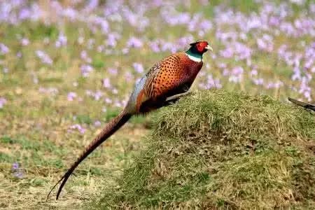 曝光6个适合农村人致富项目,农村特种种植致富项目有哪些