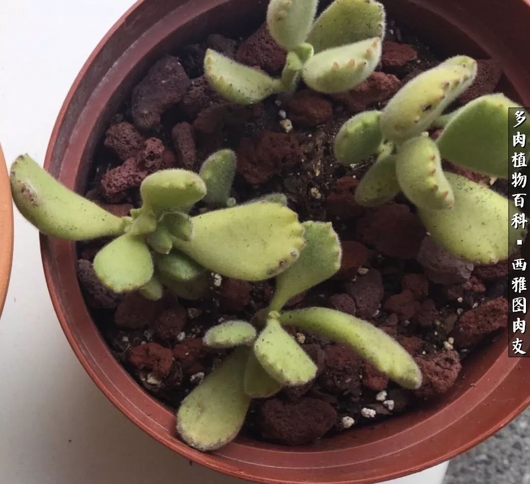入坑几年的多肉新手,入坑多肉第一年景天科