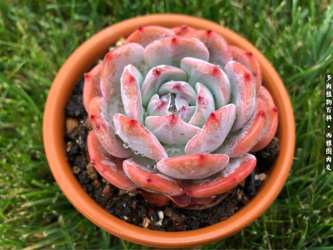 入坑几年的多肉新手,入坑多肉第一年景天科