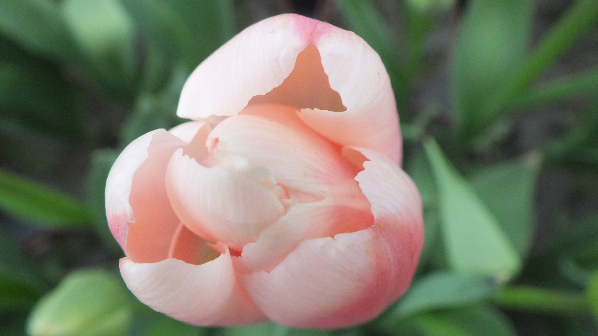 郁金香花语,郁金香花语300字