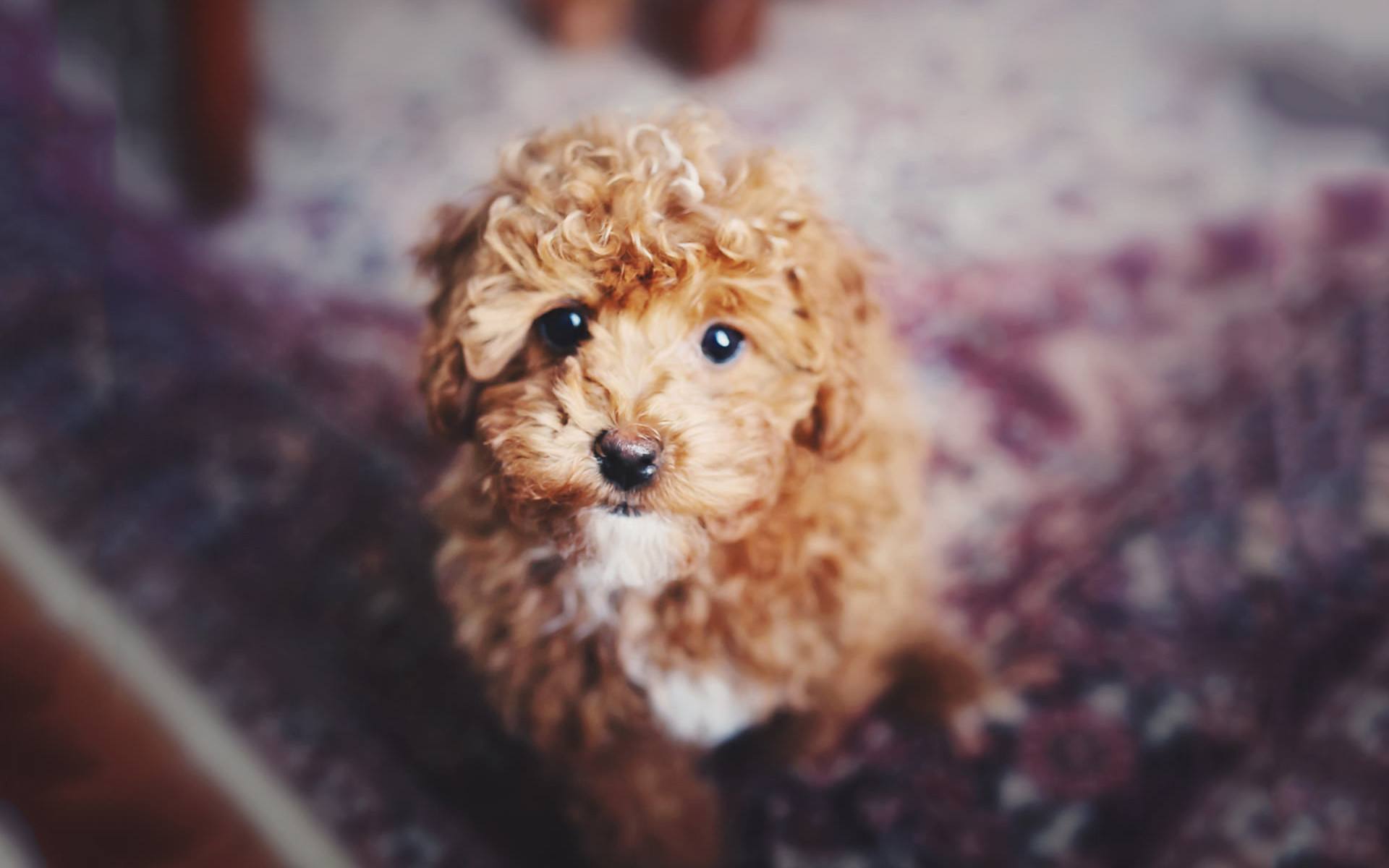 泰迪犬身上有皮屑怎么办,泰迪犬身上的体臭怎么清除