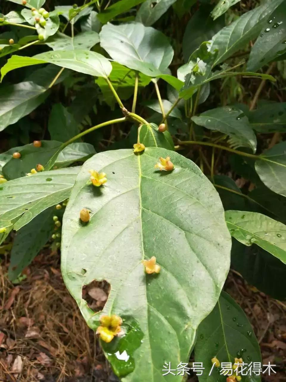 观赏植物长“痘”怎么办