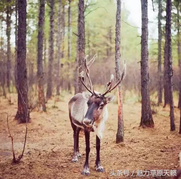 一座去了不想走的城市成都,一座去了还想去的城